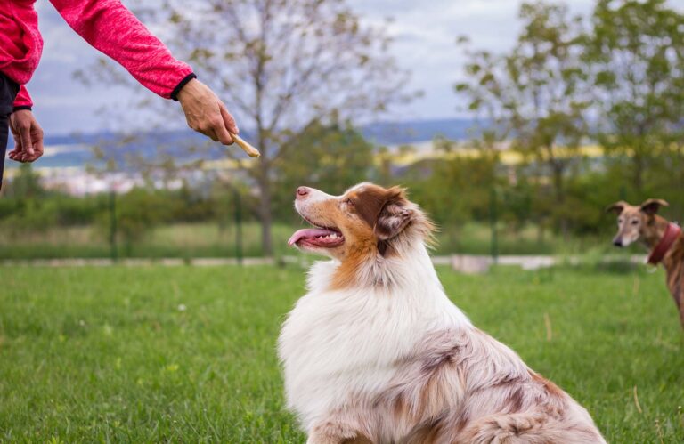 Dog Obedience Training