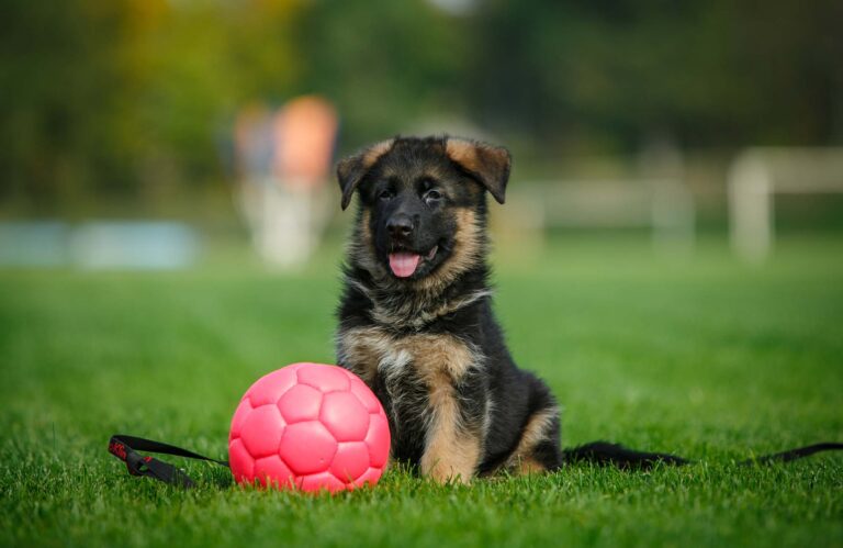 Puppy Training