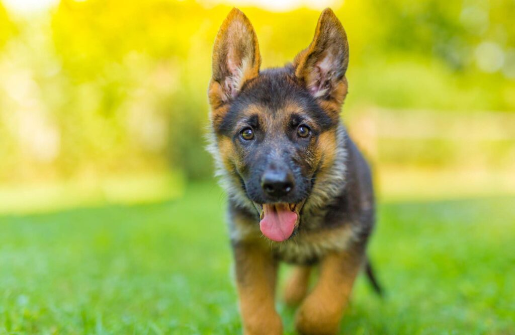 puppy training courses